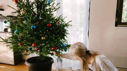 Żywa choinka może być zamieszkana przez rozmaite owady. Warto sprawdzić pień i gałęzie, by szkodniki nie rozeszły się po domu. 