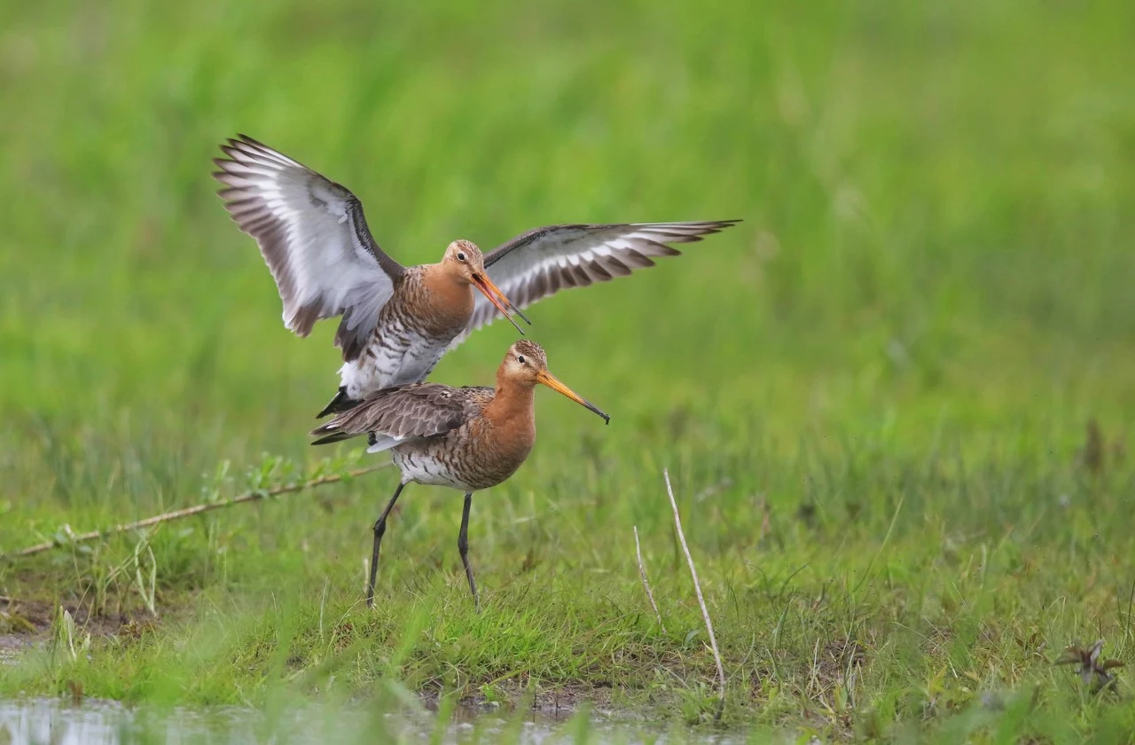 Rycyk (Limosa limosa) - gatunek średniej wielkości ptaka z rodziny bekasowatych. Znajduje się na Czerwonej liście ptaków Polski, uznany za gatunek krytycznie zagrożony. W Polsce liczebność rycyków szacuje się na ok. 1000 par lęgowych. Najwięcej lęgnie się na Bagnach Biebrzańskich oraz w dolinach Narwi, Bugu i Liwca
