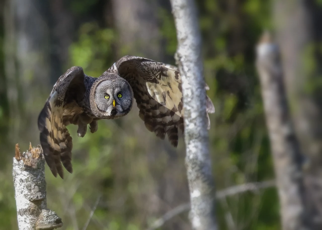 Puszczyk mszarny (Strix nebulosa) - gatunek dużego ptaka drapieżnego z rodziny puszczykowatych, zamieszkujący tajgę na północy Europy, Azji i Ameryki Północnej. Gatunek długowieczny. W niewoli dożywa nawet 40 lat i jest - obok puchacza wirginijskiego - najdłużej żyjącą sową i jednym z najdłużej żyjących ptaków drapieżnych
