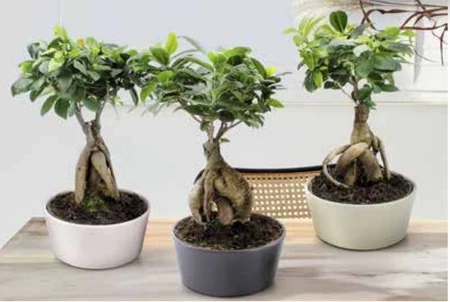 Drzewko bonsai