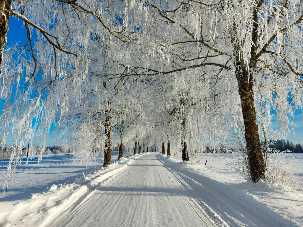 Grubą warstwę ciężkiego i mokrego śniegu, który zalega na gałęziach drzew, nazywa się okiścią