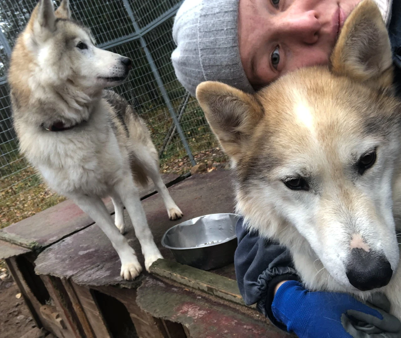 Aleksandra Skolimowska na farmie psów Husky Aleksandra Skolimowska na farmie psów Husky