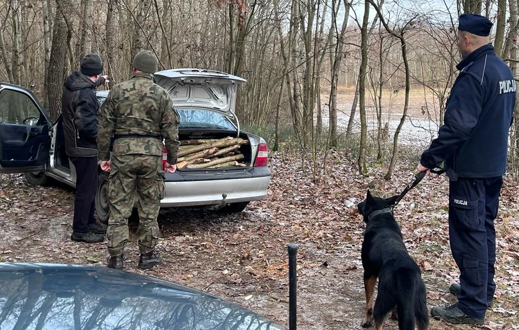 Kierowca Opla Vectry zbierał drewno na opał