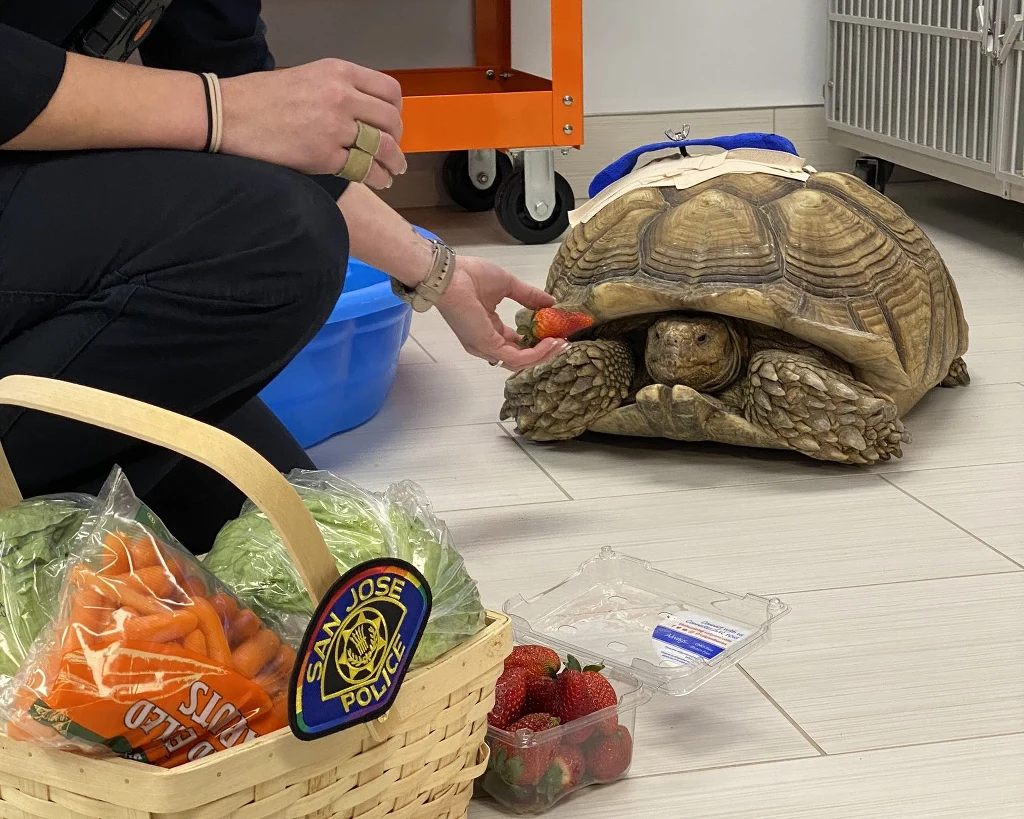 Włamywacz przebił skorupę żółwia i rozbijał na nim lampki ogrodowe Włamywacz przebił skorupę żółwia i rozbijał na nim lampki ogrodowe