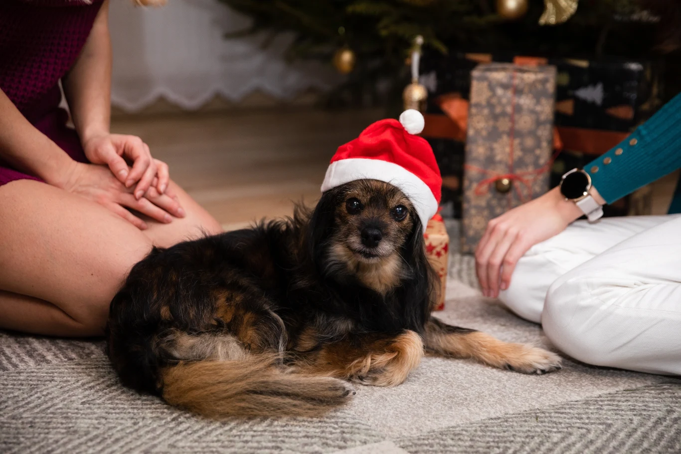 Pies, czy kot jako świąteczny prezent to wciąż częsta praktyka z fatalnym skutkiem