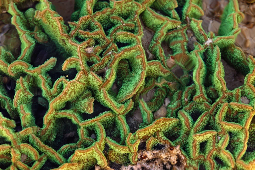 Tak wyglądają zdrowe koralowce