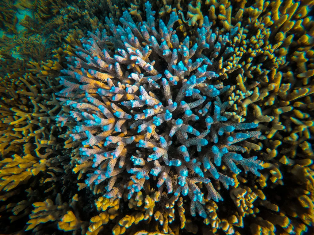 Masowe blaknięcie koralowców odbyło się już cztery razy