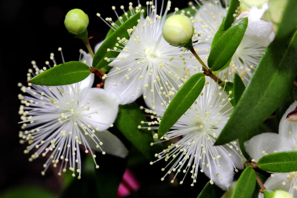 Kwiaty mirtu mają intensywny zapach i są wykorzystywane m.in. do produkcji perfum