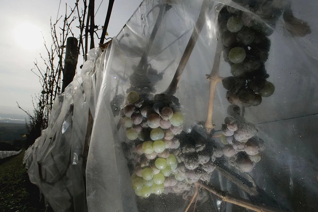 Z zamrożonych winogron powstają tzw. lodowe wina