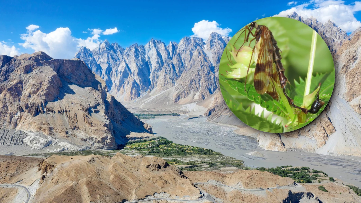 W Nepalu odkryto zupełnie nowy rodzaj wojsiłek nazywanych także "latającymi skorpionami". Na szczególną uwagę zasługują ich nietypowe genitalia przypominające szczypce W Nepalu odkryto zupełnie nowy rodzaj wojsiłek nazywanych także "latającymi skorpionami". Na szczególną uwagę zasługują ich nietypowe genitalia przypominające szczypce