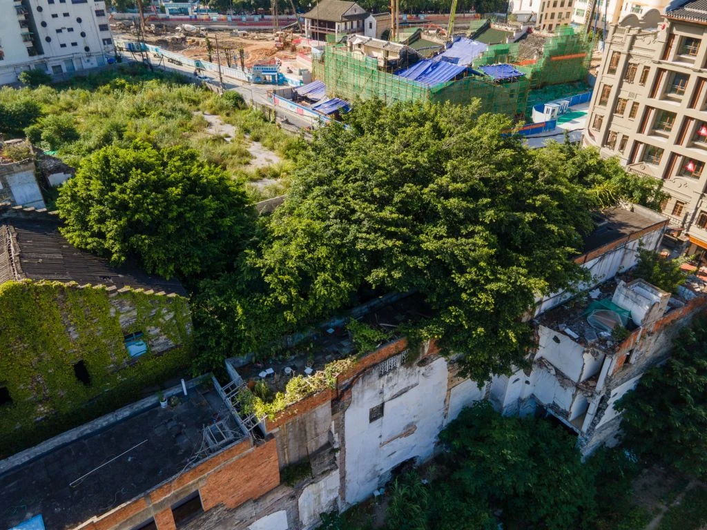Drzewa pełnią kluczową rolę w oczyszczaniu powietrza Drzewa pełnią kluczową rolę w oczyszczaniu powietrza