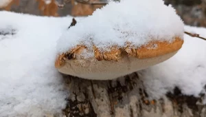 Grzybobranie w grudniu? Leśnicy udostępnili nagranie