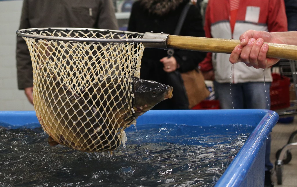 Coraz więcej sklepów rezygnuje ze sprzedaży żywych karpi, ale są jeszcze miejsca, które sprzedają żywe ryby