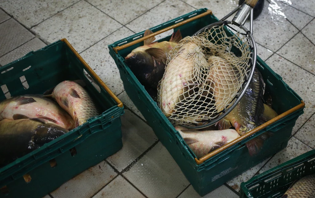 W przeprowadzonym niedawno badaniu większość Polaków wskazała, że nie potrzebuje kupować żywych karpi w sklepach i wystarczą im wstępnie przetworzone ryby, np. w postaci dzwonków 