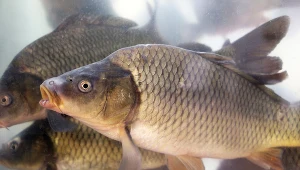 Rodacy coraz częściej kupują karpie, ze względu na niższą cenę, bezpośrednio od producenta