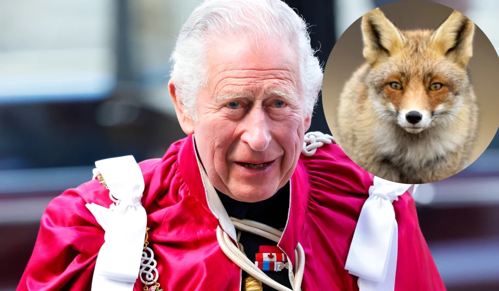 Król Karol III, lis