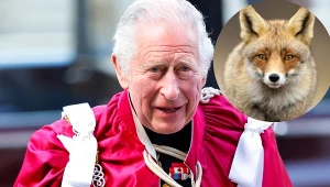 Król Karol III, lis