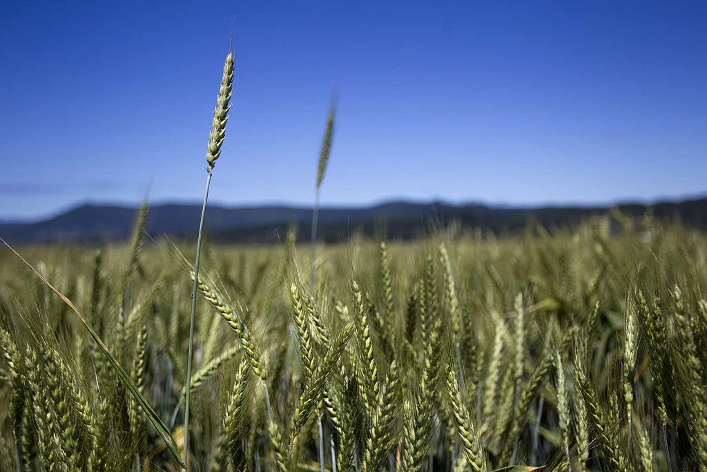 Pszenica hybrydowa jest uprawiana od co najmniej lat 30. Pszenica hybrydowa jest uprawiana od co najmniej lat 30.