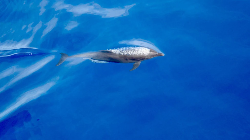 Amerykańscy naukowcy odkryli dwa nowe podgatunki delfina butlonosego 