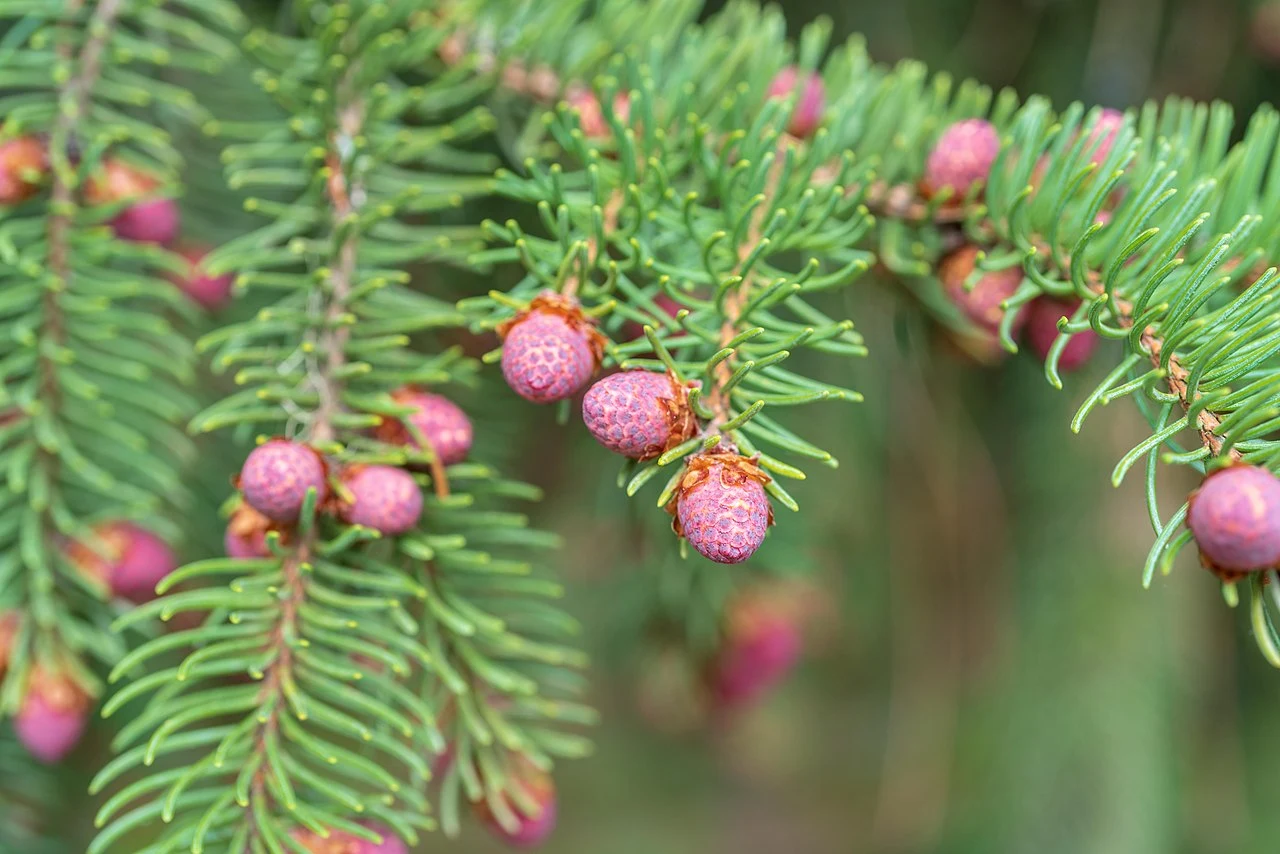Świerk jest bardzo kłujący. Ma stosunkowo krótkie igły w jednolitym, zielonym kolorze.
