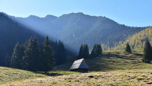 Mało kto wie, że świerk jest gatunkiem sztucznie sprowadzonym w region Tatr.