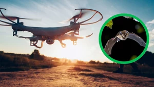 Hałaśliwy dron chroni nietoperze przed turbinami wiatrowymi 