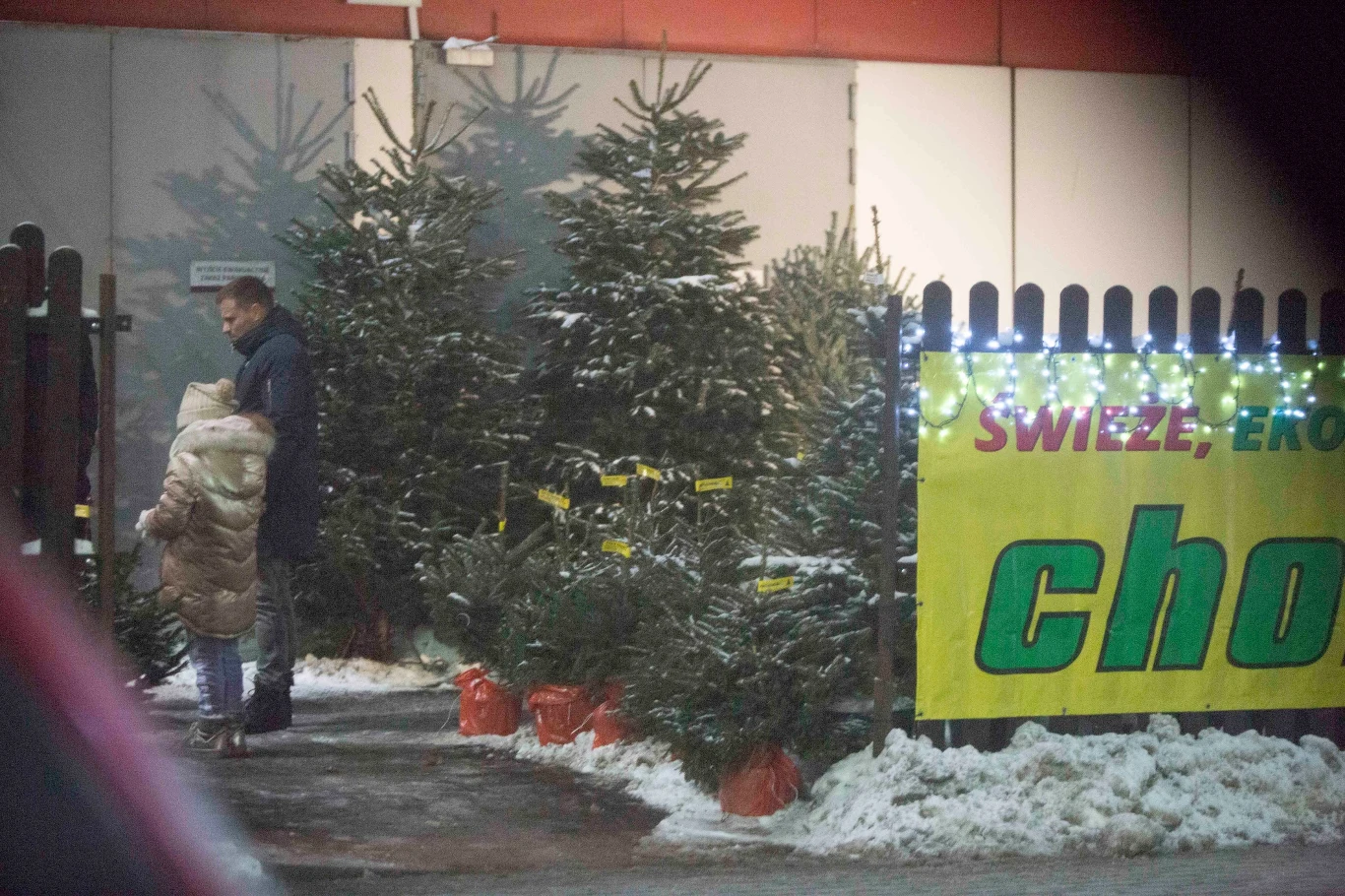 Marcin Hakiel z córką wybiera choinkę Marcin Hakiel z córką wybiera choinkę