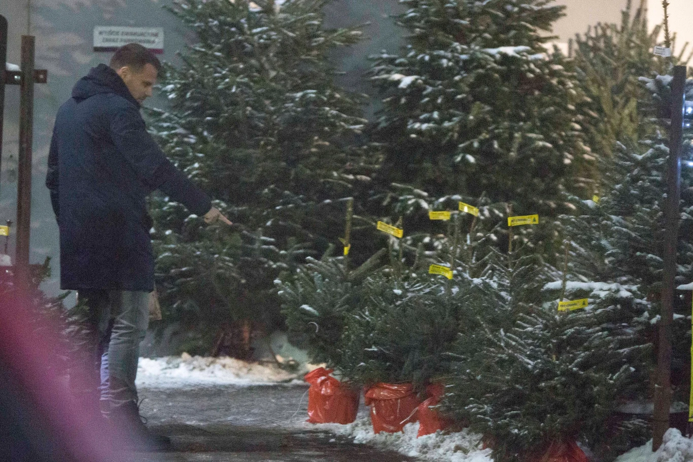 Marcin Hakiel z córką wybiera choinkę Marcin Hakiel z córką wybiera choinkę
