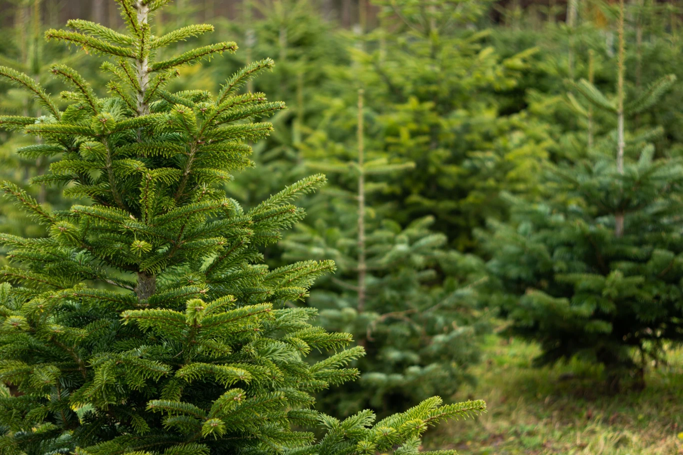 Świeże choinki najczęściej wytrzymują w domach kilka tygodni. 
