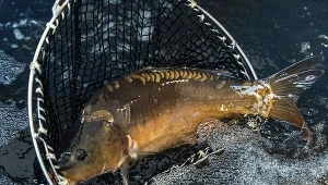 Polska jest potentatem w hodowli karpia w Unii Europejskiej