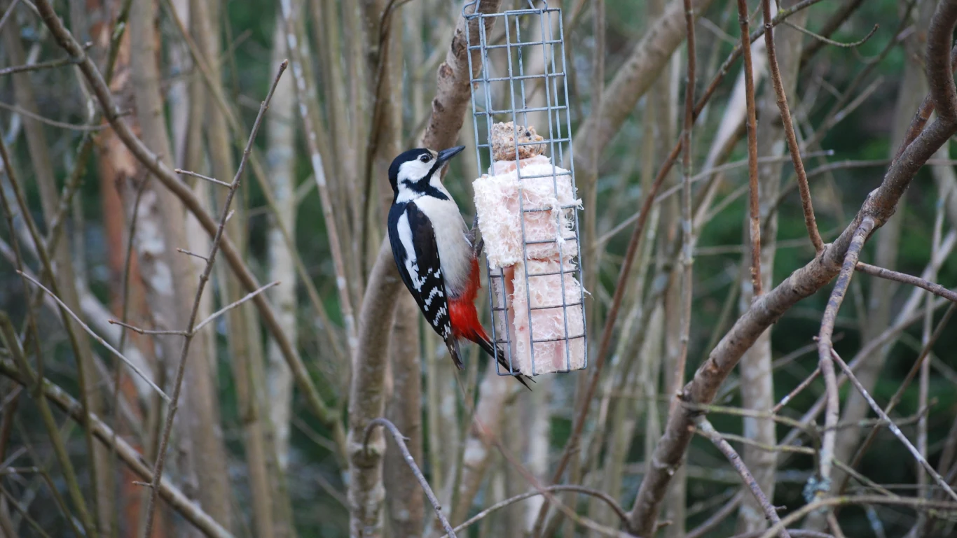 Dzięcioły zostają na zimę w Polsce. Warto zadbać o dokarmianie wszystkich ptaków w tym trudnym dla nich okresie. 