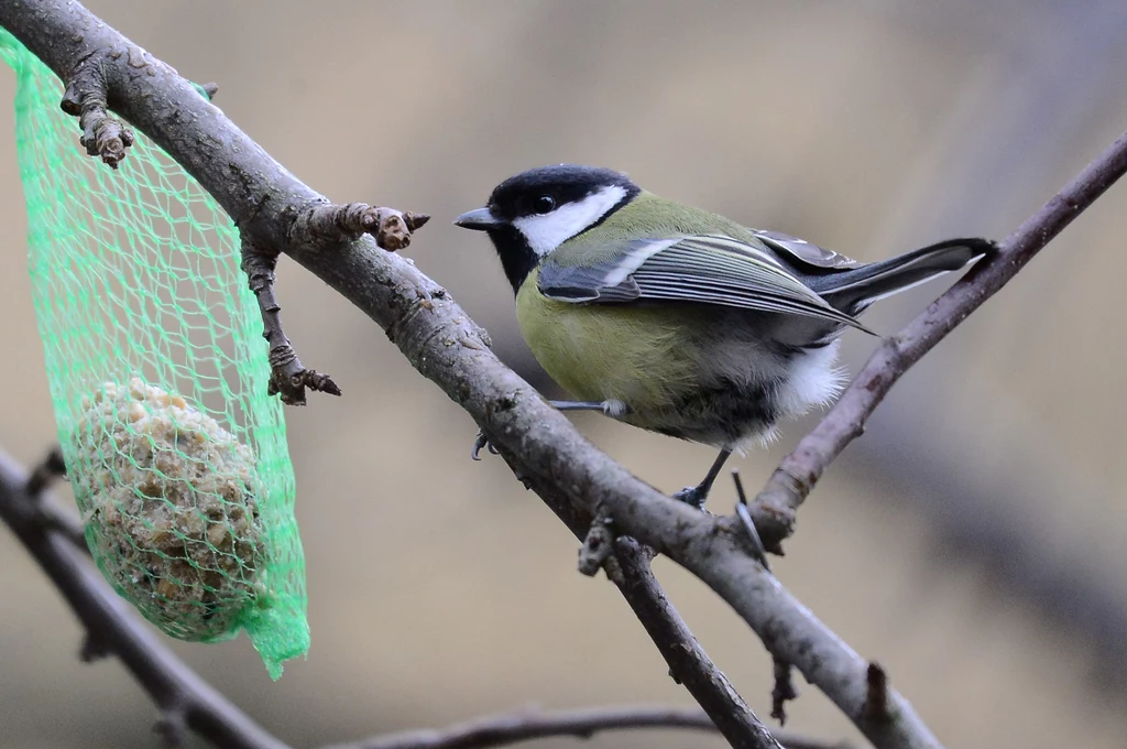 Dokarmianie ptaków zimą może być bardzo wdzięczną pracą. W zamian za nasiona będziemy mogli podziwiać za oknem sceny niczym z najlepszego filmu przyrodniczego