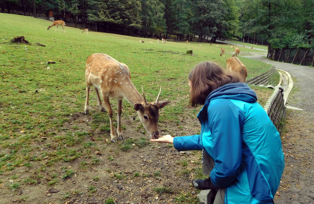 Leśny Park Niespodzianek w Ustroniu