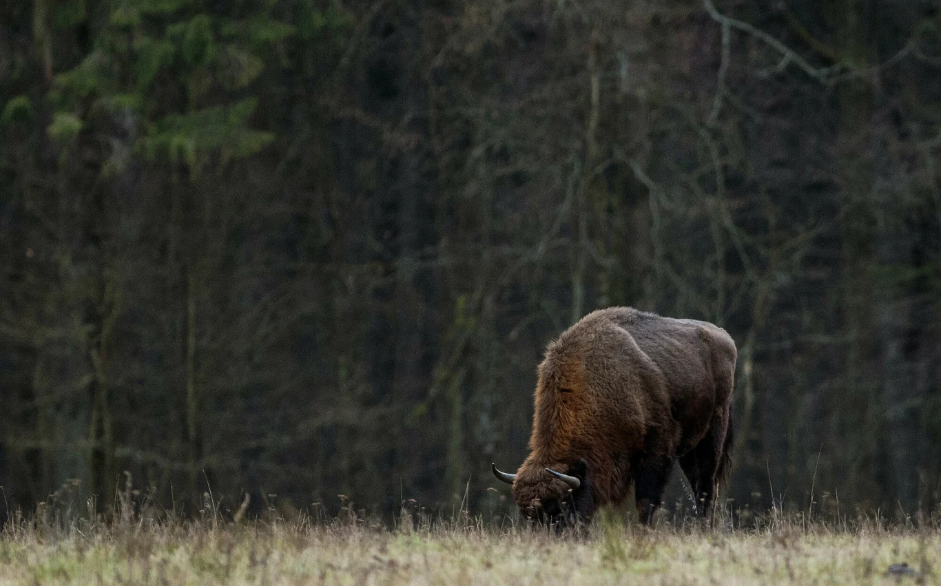 Na Polanie Białowieskiej można spotkać żubra, wilka a nawet orlika krzykliwego. Na Polanie Białowieskiej można spotkać żubra, wilka a nawet orlika krzykliwego.