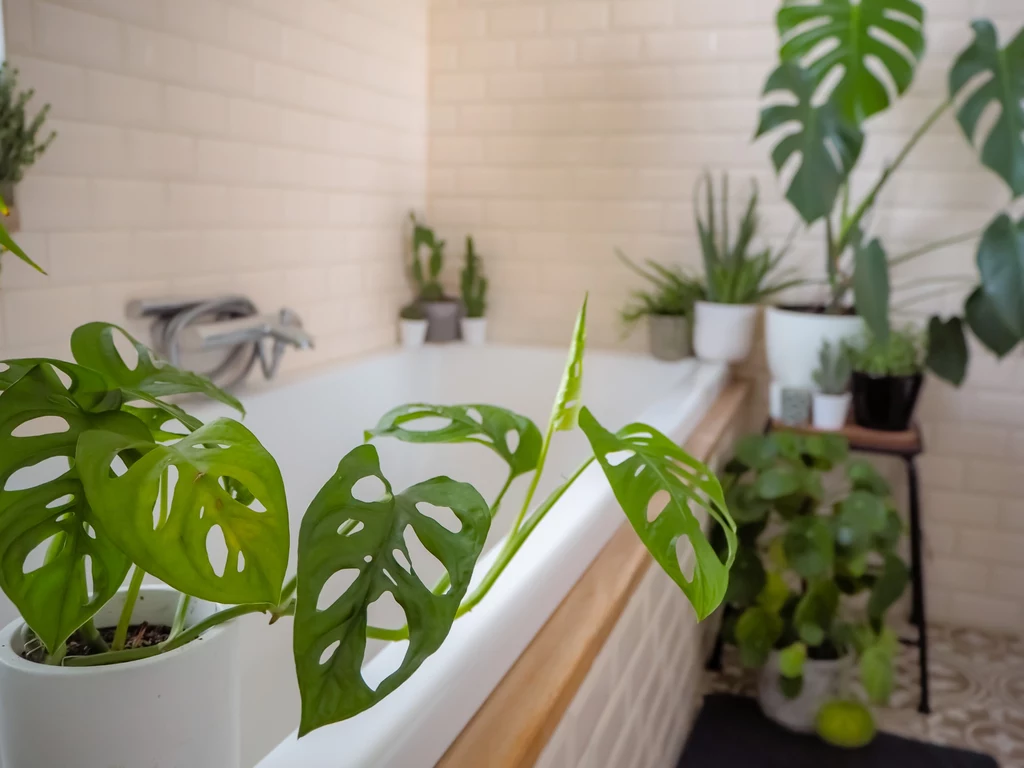 Rośliny w łazience sprawiają, że można się zrelaksować