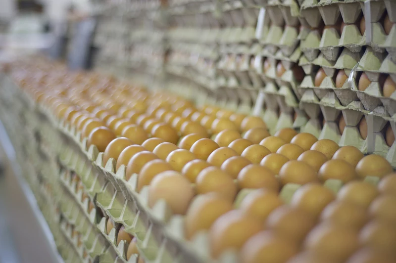 Ceny jaj pod presją kosztową producentów drobiu Ceny jaj pod presją kosztową producentów drobiu