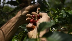 Nie potwierdziły się prognozy dotyczące dalszych wzrostów cen kawy