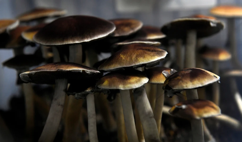 W Oregonie trwają szkolenia na koordynatorów sesji z grzybami halucynogennymi W Oregonie trwają szkolenia na koordynatorów sesji z grzybami halucynogennymi