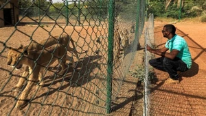 Lwy w Sudanie uciekły z klatek. Bojówkarze zastrzelili zwierzęta