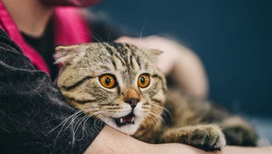 Dlaczego koty boją się ogórków? Banalne wytłumaczenie