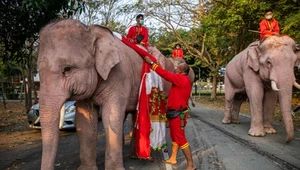 Prezenty i łańcuch. Tajska tradycja nie uwzględnia dobra słoni