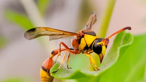 Naturalny wróg szerszenia. Co odstrasza te uciążliwe owady? 