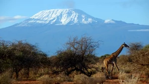 Żegnaj śniegu na Kilimandżaro. Lodowce Afryki topnieją