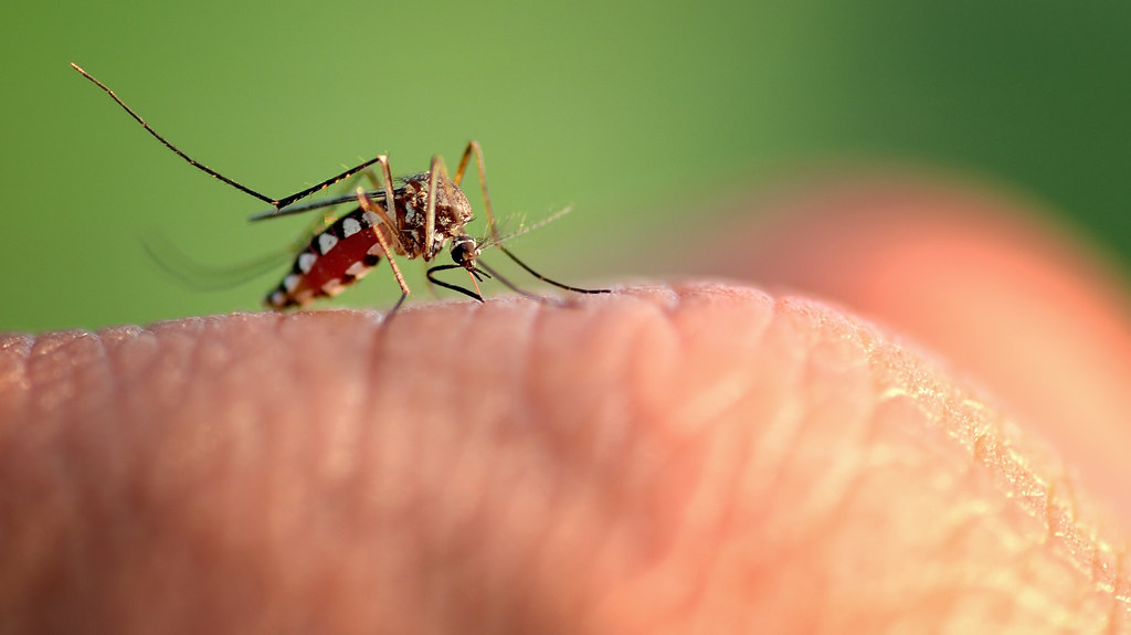 Komary Aedes aegypti są wyjątkowo odporne na środki owadobójcze. Okazuje się, że larwy nie radzą sobie z konopiami indyjskimi