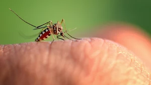 Europa nie jest bezpieczna. Rośnie liczba chorób przenoszonych przez komary