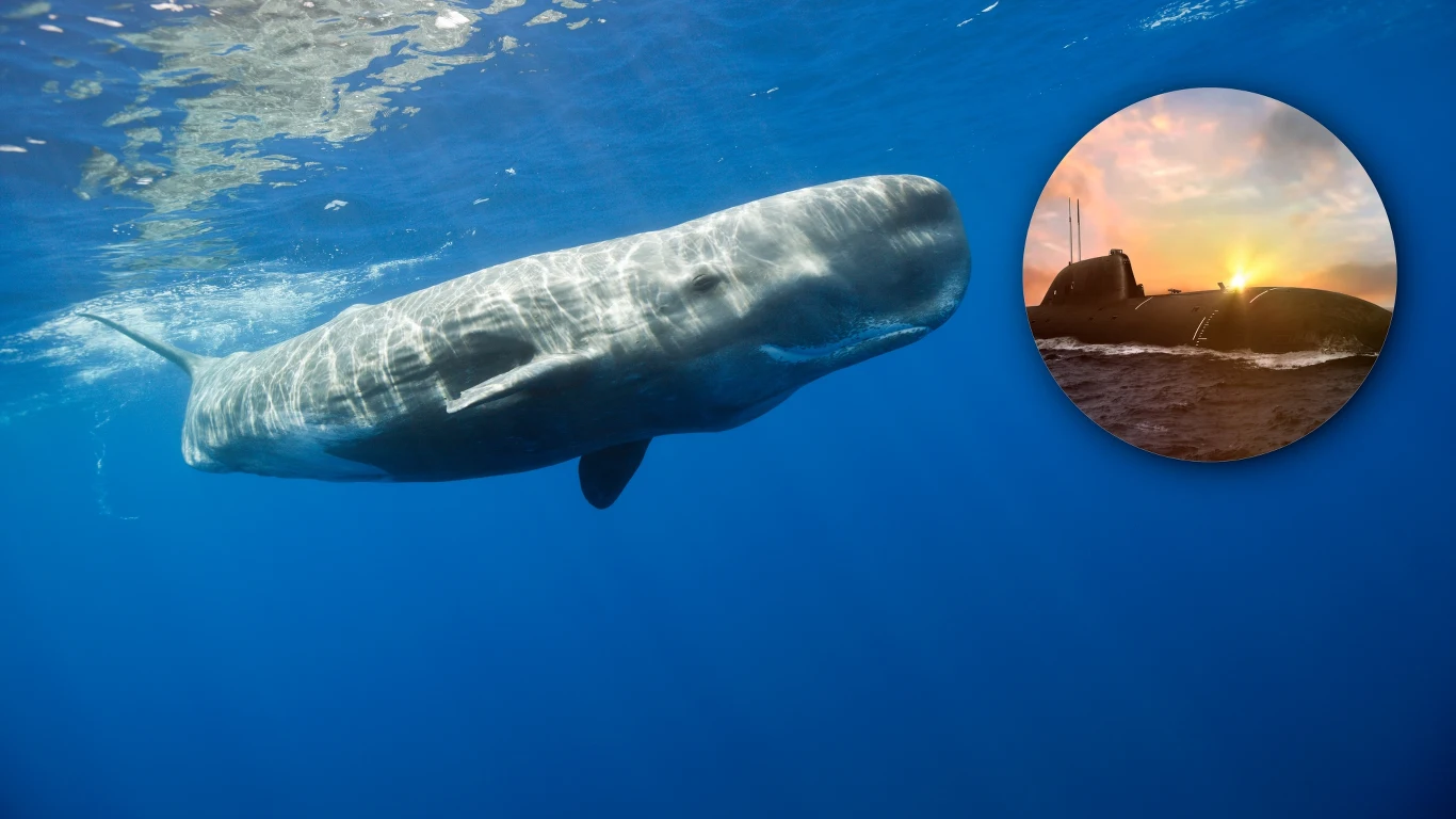 Kaszaloty to niezwykłe zwierzęta, które swoimi umiejętnościami zanurzania przebijają nawet okręty podwodne. Wszystko za sprawą substancji zwanej spermacetem Kaszaloty to niezwykłe zwierzęta, które swoimi umiejętnościami zanurzania przebijają nawet okręty podwodne. Wszystko za sprawą substancji zwanej spermacetem