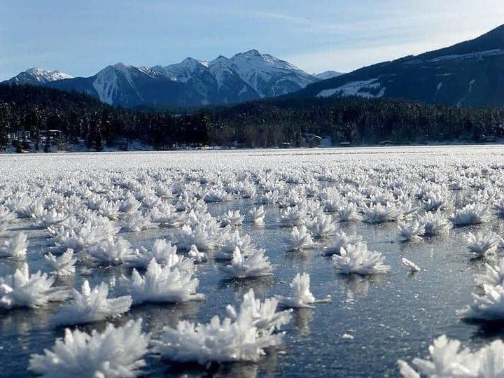 Lodowe kwiaty pojawiają się na obszarach polarnych