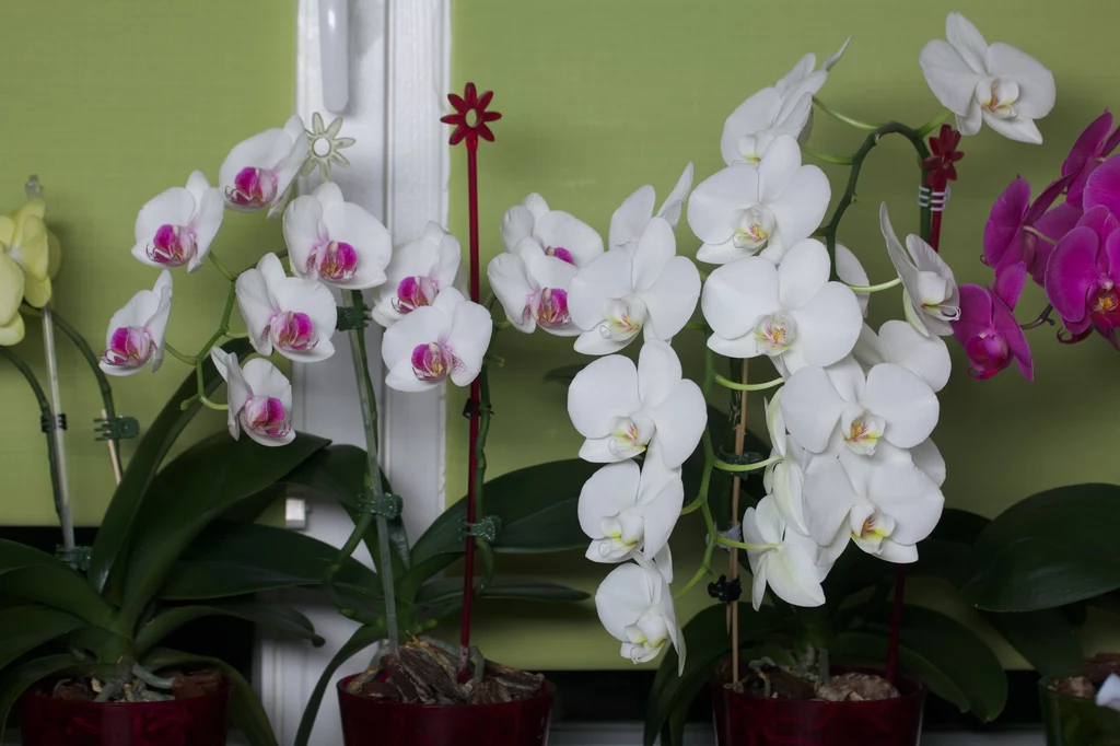 Orchidee lubią rozproszone światło i częste zraszanie wodą