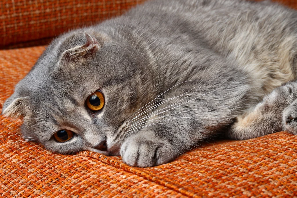 Naukowcy przekonują, że koty tak naprawdę nie potrafią się obrażać 