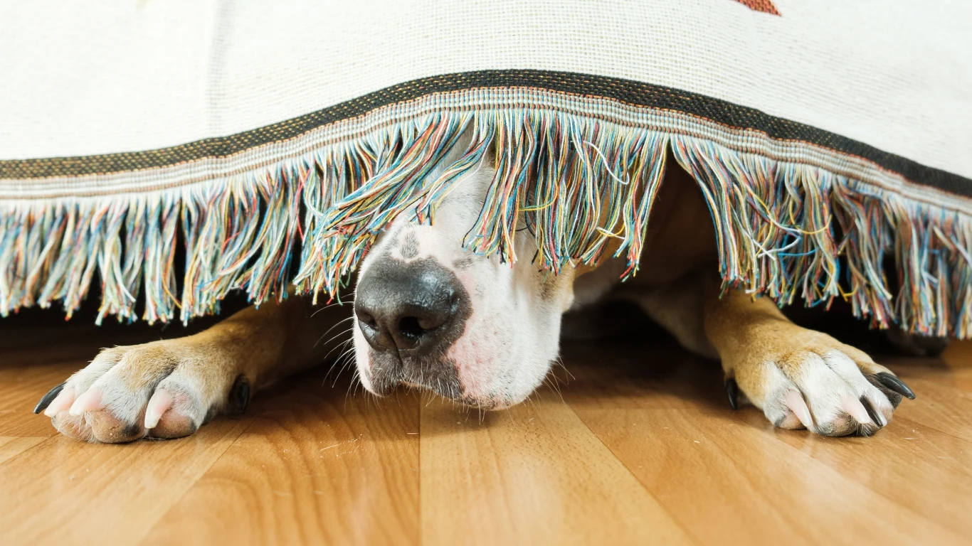 13-latka z Warszawy znęcała się nad swoim psem. Jedno takie zdarzenie nagrała i wysłała wideo swoim znajomym (zdj. ilustracyjne) 13-latka z Warszawy znęcała się nad swoim psem. Jedno takie zdarzenie nagrała i wysłała wideo swoim znajomym (zdj. ilustracyjne)